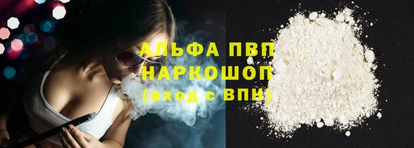 сатива Новозыбков