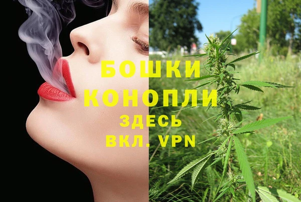 сатива Новозыбков