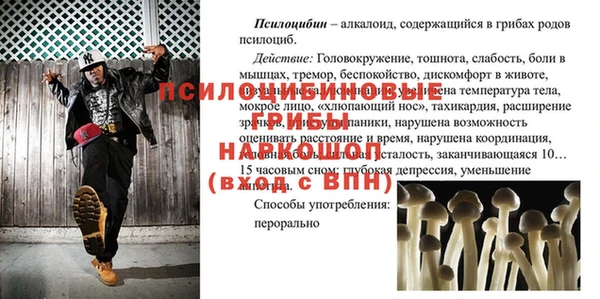 сатива Новозыбков