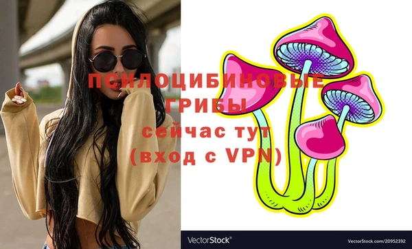 сатива Новозыбков